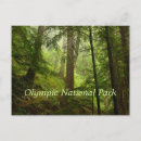 Search for evergreen postcards Woodland