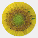Search for sunflower seeds stickers Plant