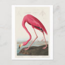 Search for john audubon postcards Flamingo
