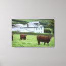Search for devon cows Outdoors