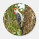 Search for belly round magnets Woodpecker