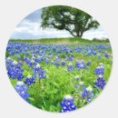 Search for bluebonnet stickers Texas state flower