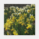 Search for white daffodil magnets Floral