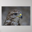 Search for buzzard art Bird of prey