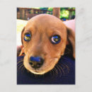 Search for dachshund puppy postcards Brown