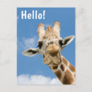 Search for funny giraffes postcards Cute