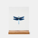 Search for dragonfly signs Bug