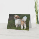 Search for shih tzu christmas cards Photography