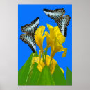 Search for clippers posters Butterflies