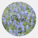 Search for texas bluebonnets stickers Texan