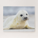 Search for seal puzzles Cute