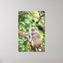 Search for baboon canvas prints Funny