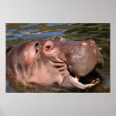 Search for happy hippo posters Hippopotamus
