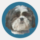 Search for shih tzu stickers Animals