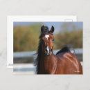 Search for colt postcards Horses