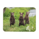 Search for brown bear magnets Young animal