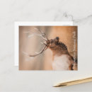 Search for bull elk postcards Yellowstone national park