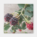 Search for blackberries magnets Berry