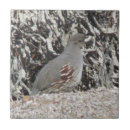 Search for quail tiles Animal