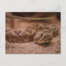 Search for rattles postcards Reptile