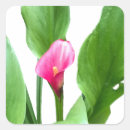Search for pink lily stickers Pretty