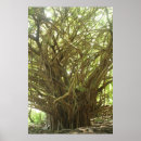 Search for banyan posters Photography