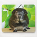 Search for guinea pig mouse mats Pets