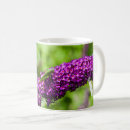 Search for cricket mugs Katydid