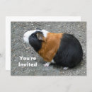 Search for guinea pig invitations Pet