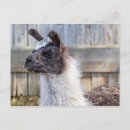 Search for alpaca postcards Livestock