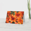 Search for tiger lily cards Bloom