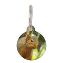 Search for squirrel pet supplies Photography