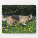 Search for german shepherd mouse mats Flowers