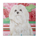 Search for maltese tiles dogs