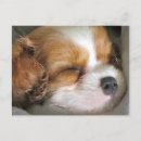 Search for charles spaniel postcards Cute
