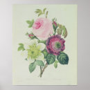 Search for pierre joseph redoute posters Botany