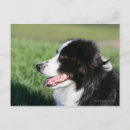 Search for lays postcards Puppy