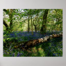Search for bluebell gifts Landscape