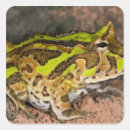Search for native stickers Nature