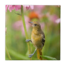 Search for echinacea tiles Garden