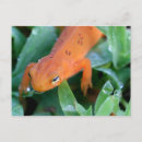 Search for orange red postcards Wildlife