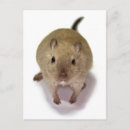 Search for gerbil postcards Cute