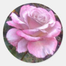 Search for single white flower stickers Rose
