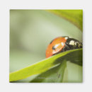 Search for ladybird magnets Wildlife