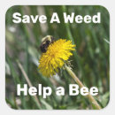 Search for bee weed Flower