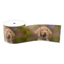 Search for hungarian ribbon Dog