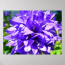 Search for bellflower posters Flowers