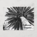 Search for black and white palm trees postcards California