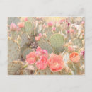 Search for desert flowers postcards Pink