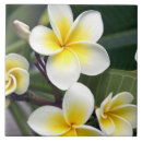 Search for frangipani tiles Plant